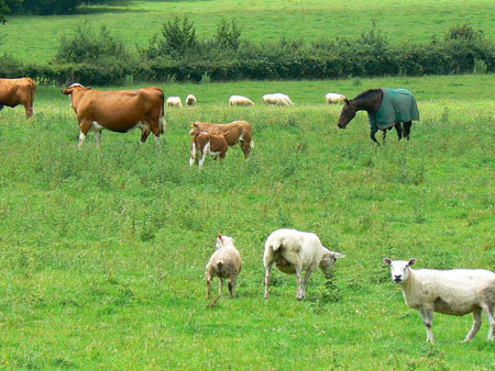 Tuam Mart Store for farm supplies in the West of Ireland